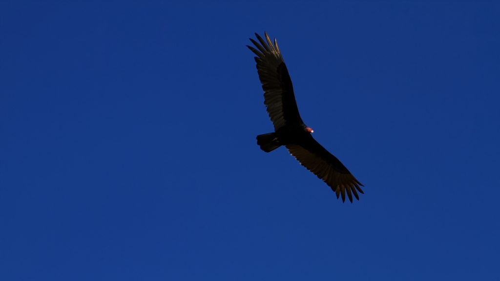 02 - Everglade NP (30).jpg